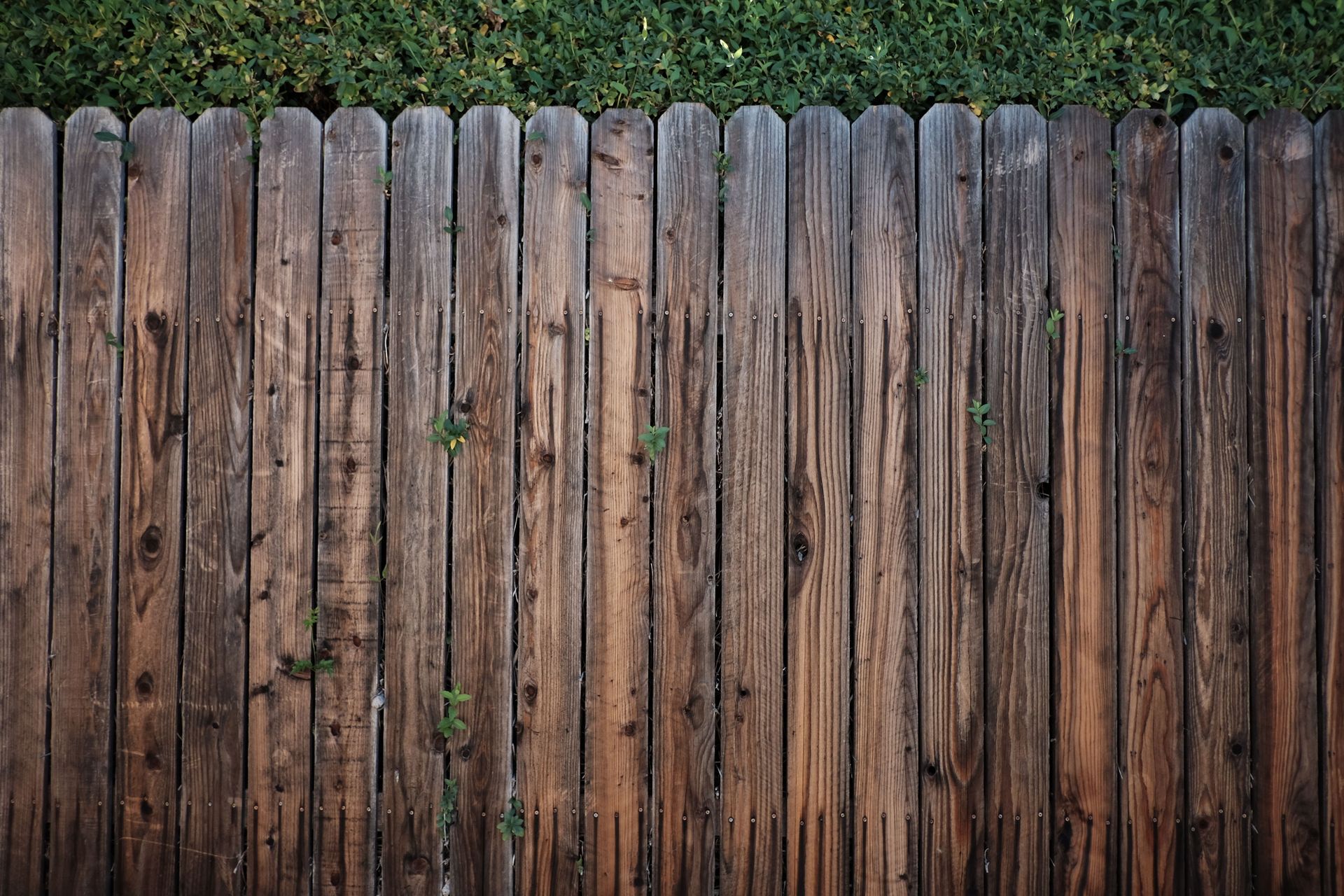 A rustic wooden fence overgrown with green foliage on a sunny day.